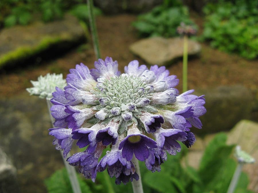 Capitata primrose in bloom