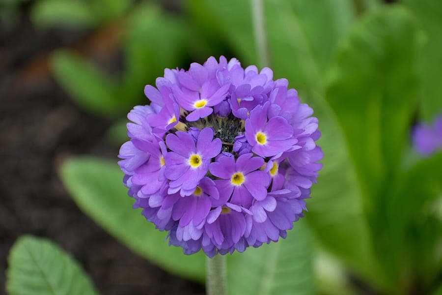 Drumstick primula with spherical flower heads in pink, purple, and white