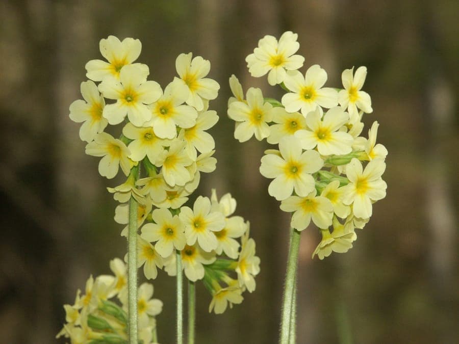 Primevère élevée (Primula elatior) avec des fleurs jaune pâle en lisière de bois ombragée