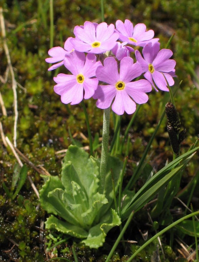 Bird-eye primrose with purple flowers in a rocky garden setting