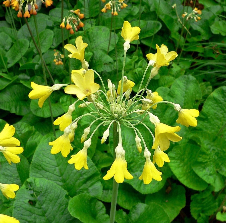 Primevère du Tibet avec des fleurs jaunes pendantes en grappes