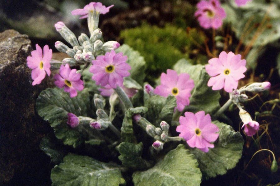 Blattreiche Primel mit rosa-roten Blüten in natürlichem bulgarischen Alpen-Habitat