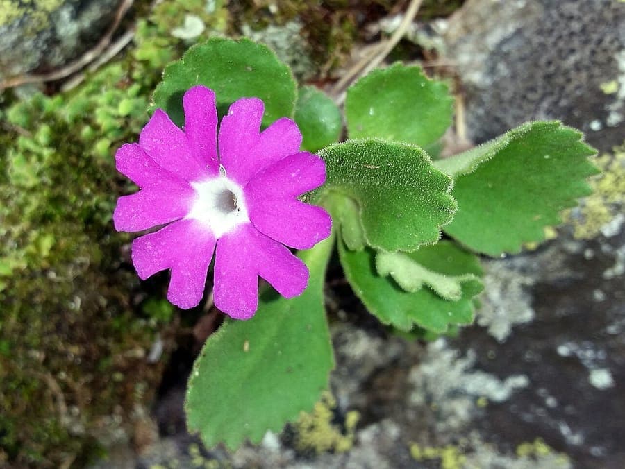 Hairy Primrose with purple-red blooms