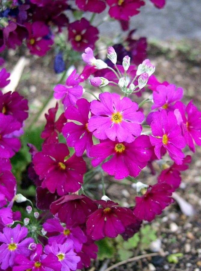 Baby primrose in bloei