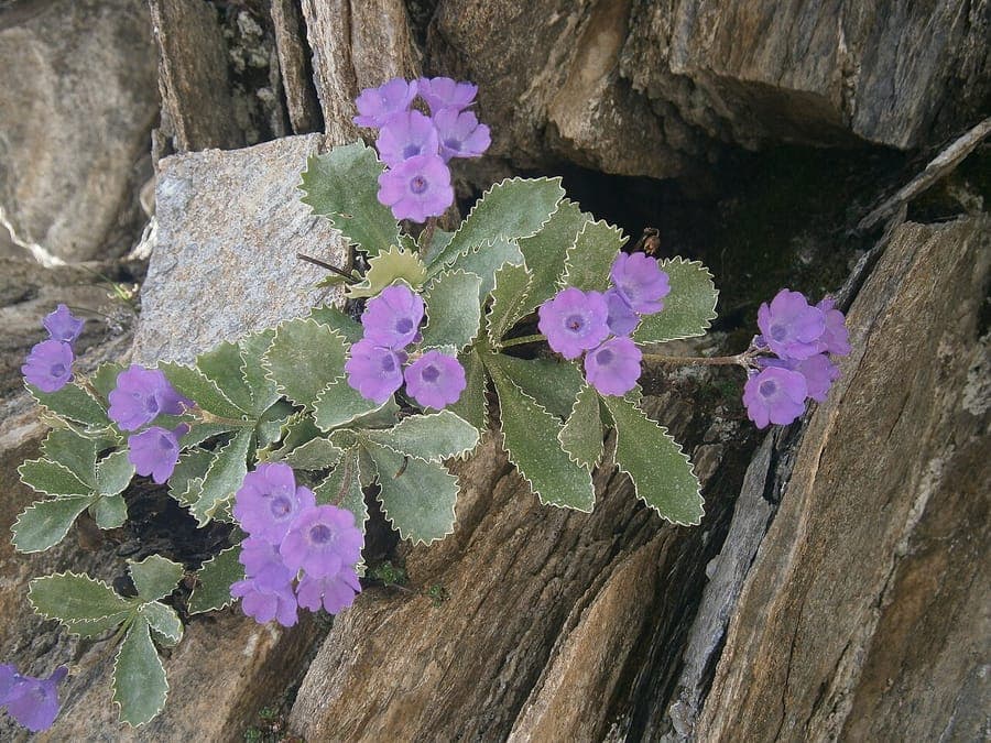 Primula marginata with purple flowers and silvery leaf margins in a rocky alpine garden setting