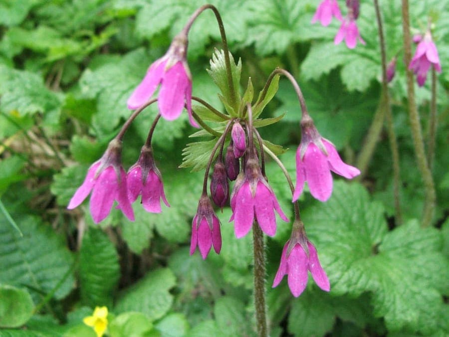 Primula matthioli Bluten in Violett