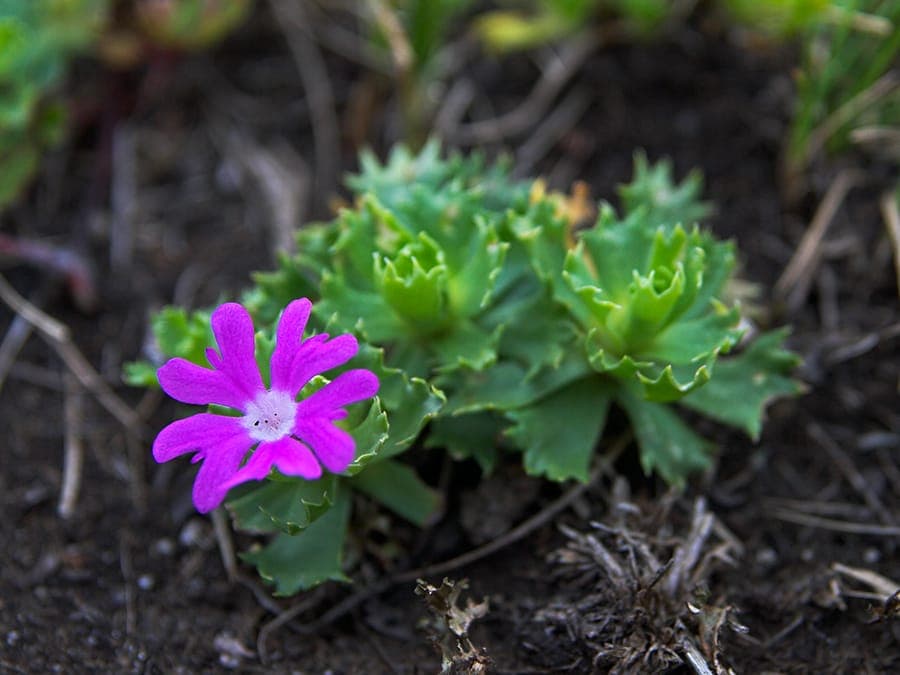 Roze bloemen van Primula minima in mei
