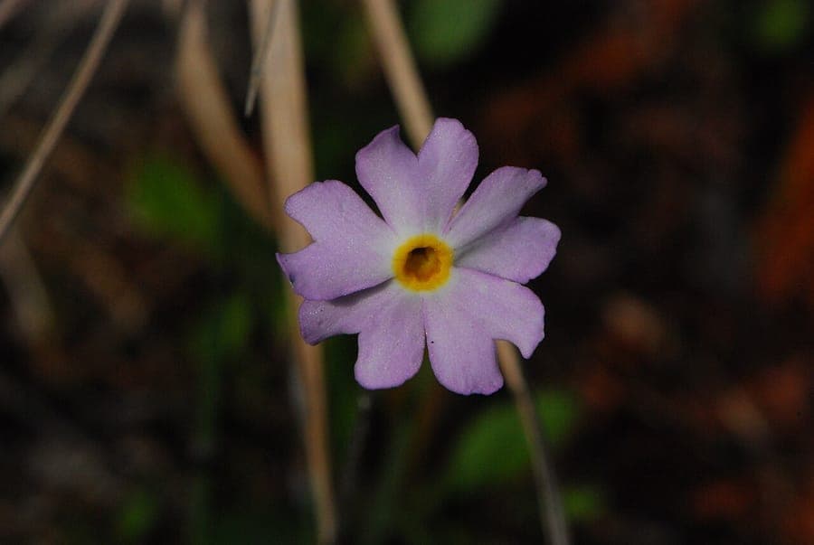 Primevere de Mistassini avec fleurs roses aux yeux jaunes en habitat alpin nord-americain naturel