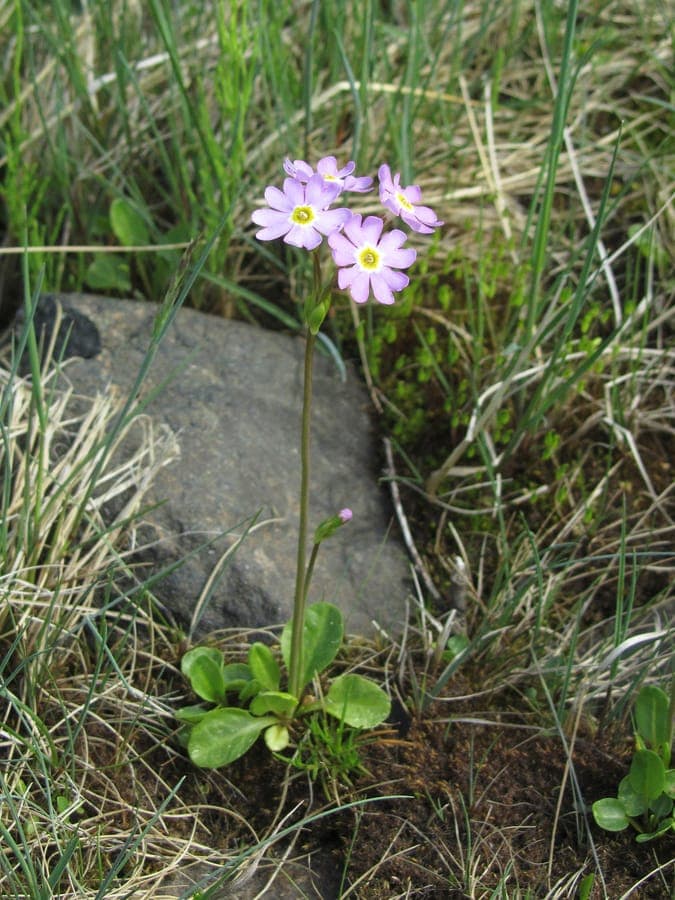 Siberian primrose with nodding stems and soft pink-cream flowers in a natural wetland setting