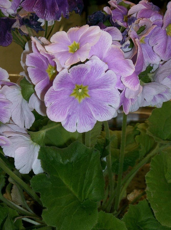 Pink flowers of Primula obconica with green foliage