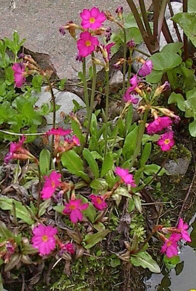 Rosy Primrose (Primula rosea) vivid fuchsia flowers in alpine meadow habitat