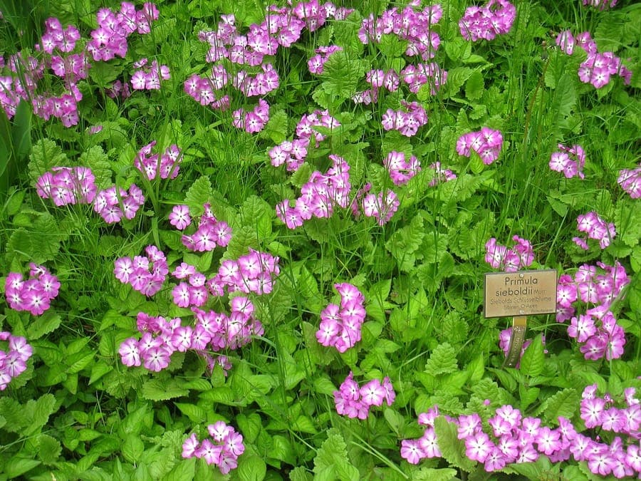 Gros plan des fleurs de Primevère de Siebold en rose et violet