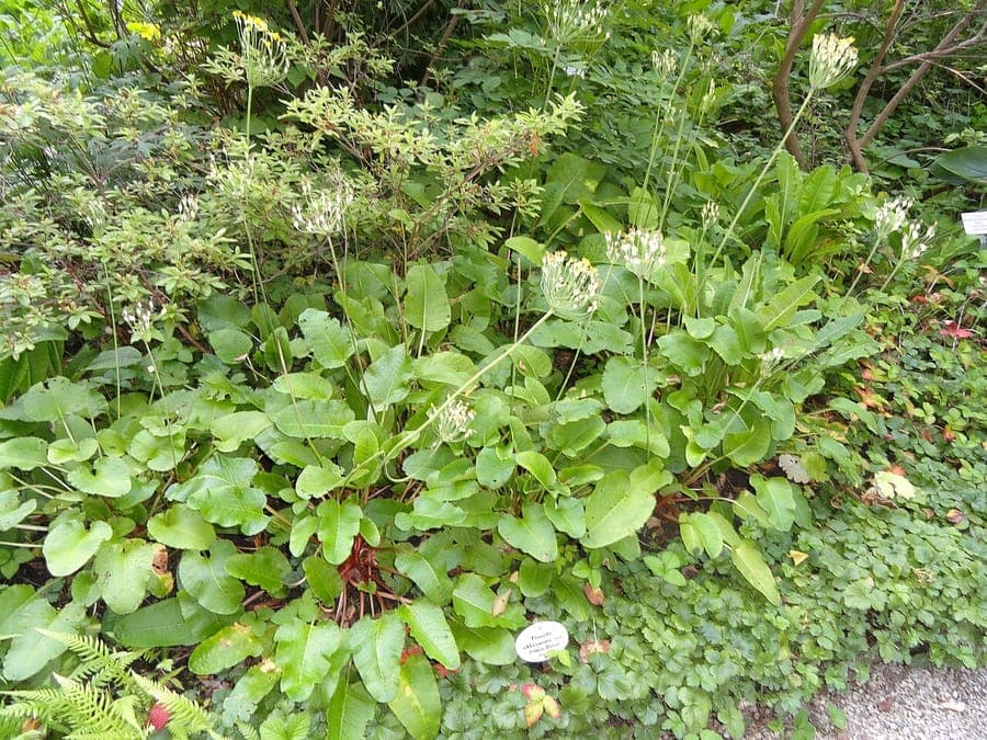 Golden pendant flowers of Sikkim primula in mountain setting