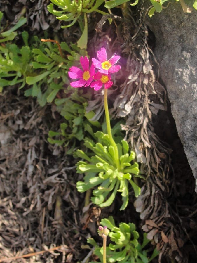 Sierra primrose: roze-paarse bloemen op rots