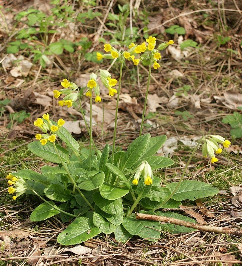 Cowslip in full bloom in a partially shaded garden bed with early spring foliage