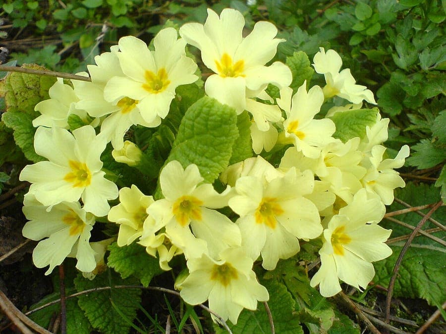 A cluster of primroses in soft pastel shades blooming under a hazel tree in early spring