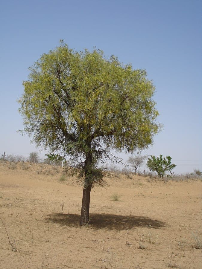 Jandi tree fine feathery foliage