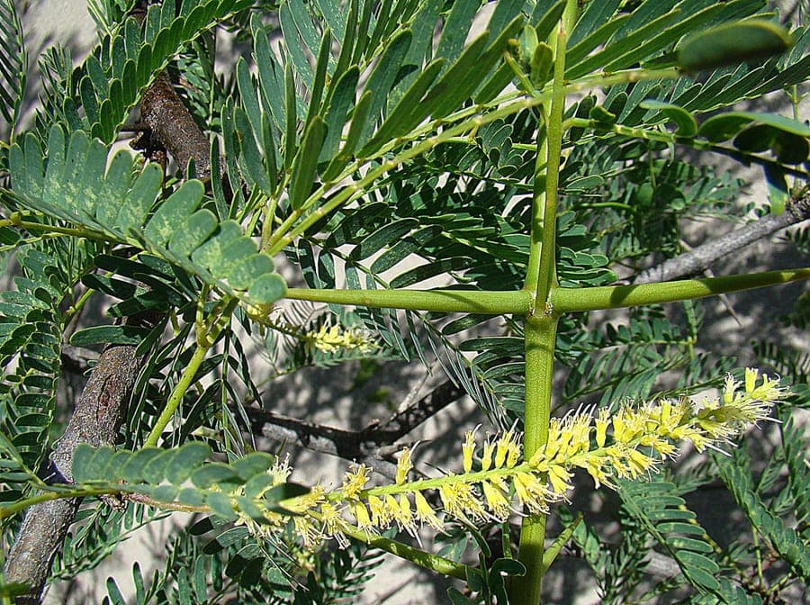 Mesquite tree with fine, feathery green foliage and yellow flowers