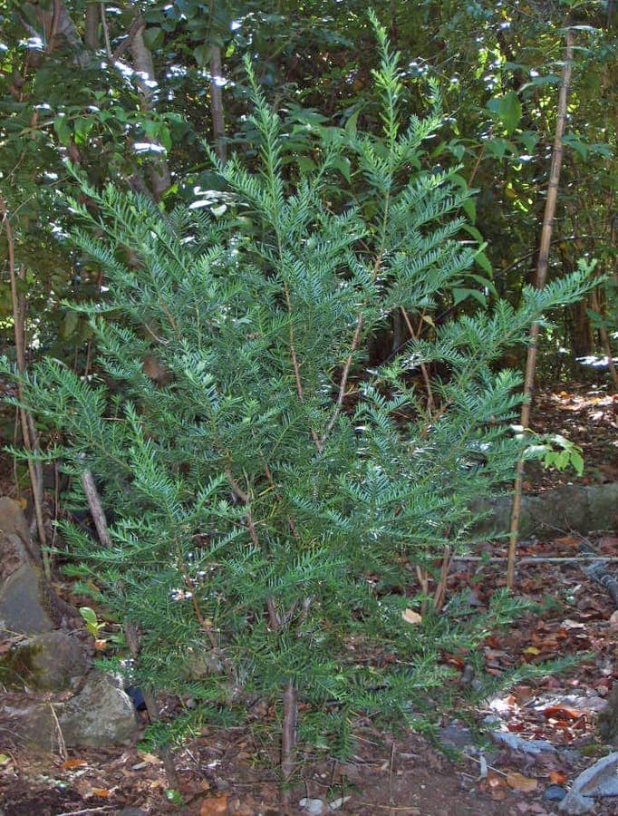 Prumnopitys andina with needles and fruits