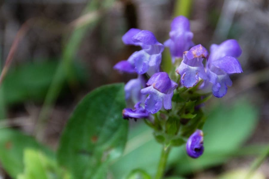 Fleurs violettes de Prunella grandiflora en pleine floraison