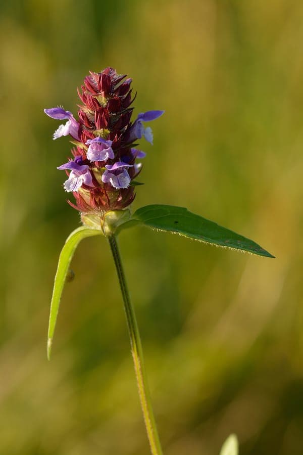 Purple flowers of Prunella vulgaris in full bloom