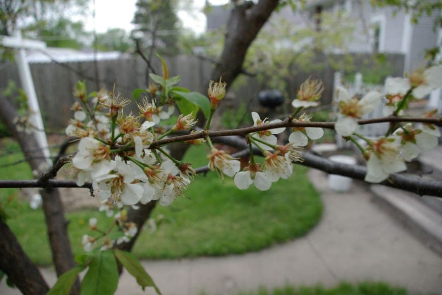 Fruits rouges du prunier americain sur les branches
