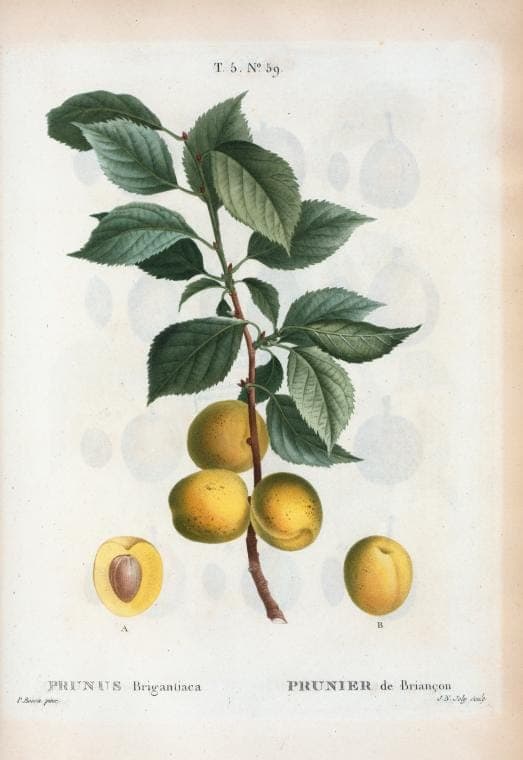 Brianconsabrikoos (Prunus brigantina) met witte bloemen