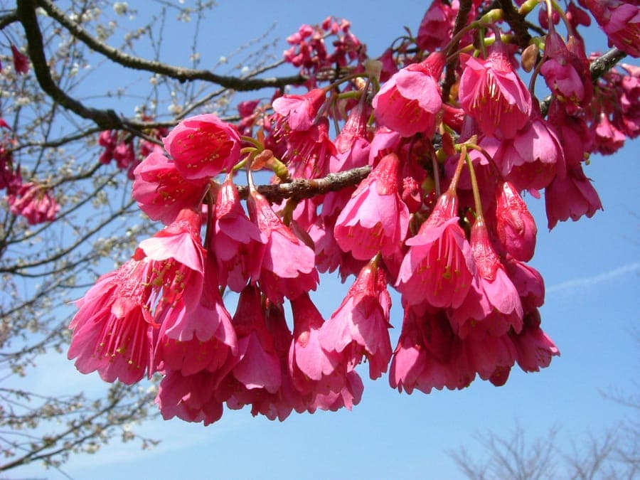 Pink flowers of Formosan cherry (Prunus campanulata)