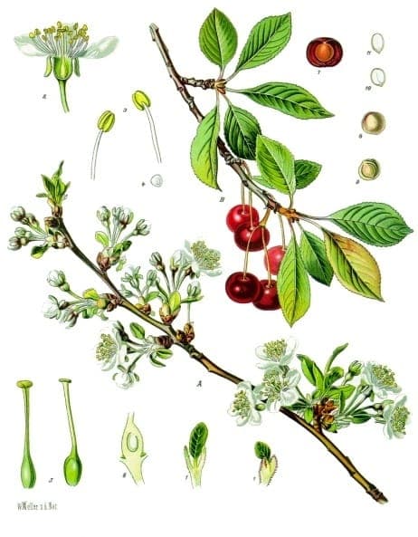 Dunkelrote Sauerkirschen an einem belaubten Baum im Sommer