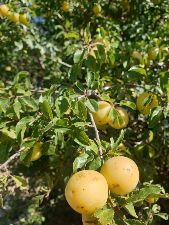 Close-up of Italian plum fruits on tree in ripening mode