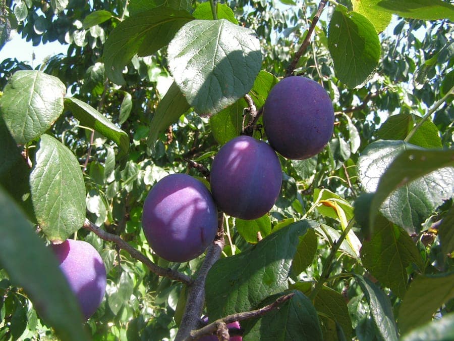 Ripe plums on a Prunus domestica tree in summer sun