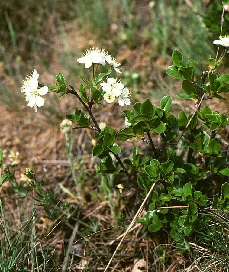 Prunier nain en pleine floraison avec des fleurs blanches et une croissance compacte