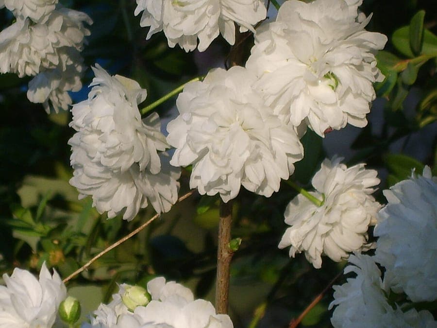 Prunus glandulosa met roze bloemen in volle bloei