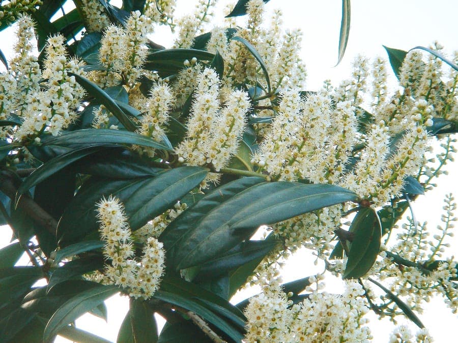 Dense cherry laurel hedge with glossy dark green leaves and white flower racemes
