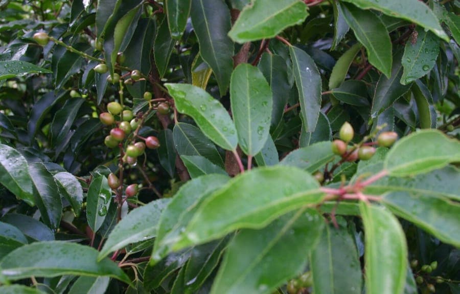 Portugiesische Lorbeerkirsche als dichte Hecke in einem Garten mit halbschattiger Lage