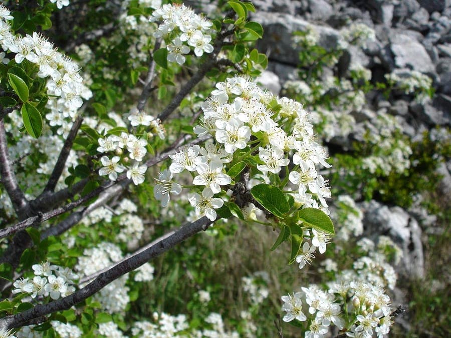 Perfumed cherry tree in full bloom with clusters of white flowers in spring