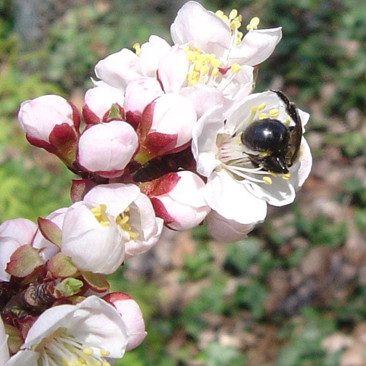 Prunus mandshurica in Blüte im frühen Frühling