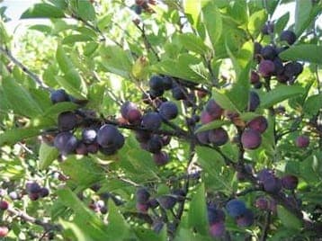 Beach Plum with white blooms and purple fruit