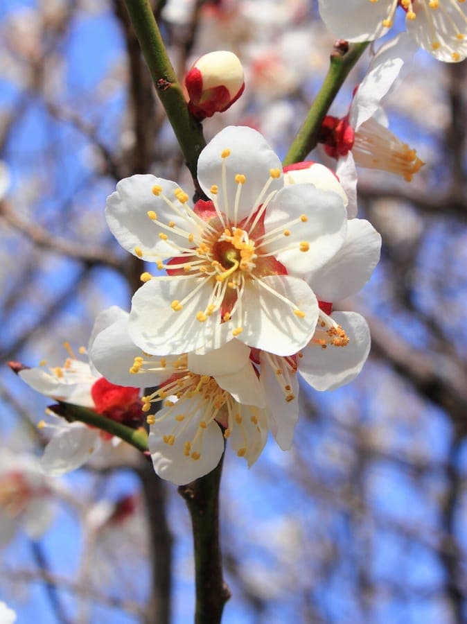 Prunus mume boom met geurige roze bloemen in vroeg voorjaar