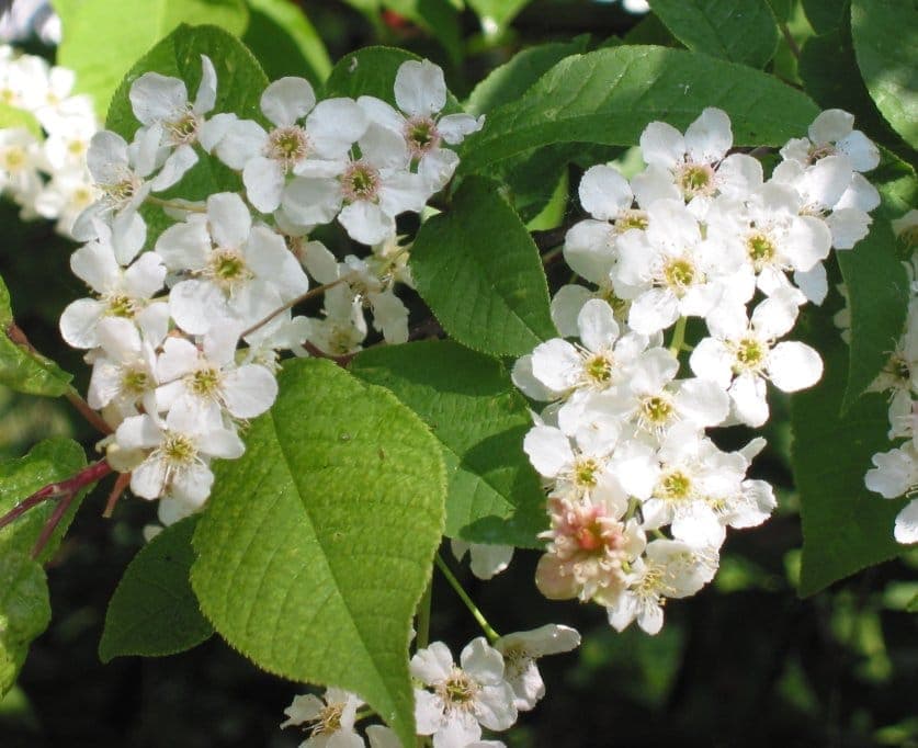 European bird cherry in full bloom with cascading white flowers in a woodland garden setting