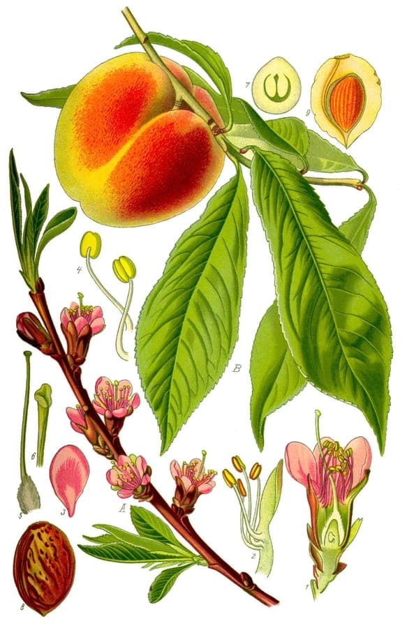 Ripe peaches hanging from a Prunus persica tree in a sunny backyard