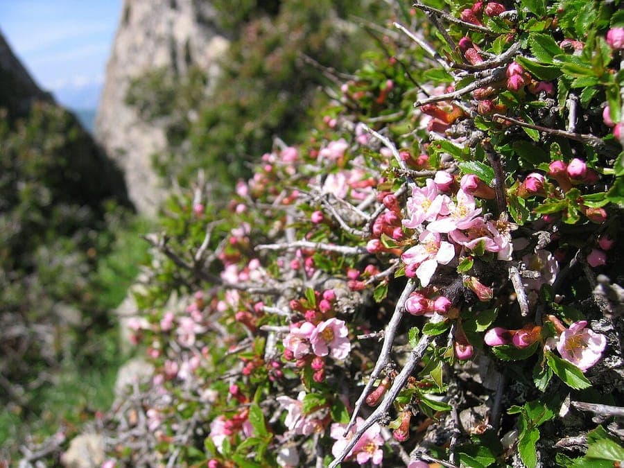 Prunus prostrata in full bloom on a sunny rocky slope
