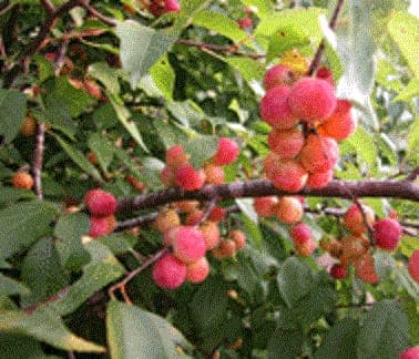 Wild-goose Plum shrub with white blossoms and red fruits along waterways