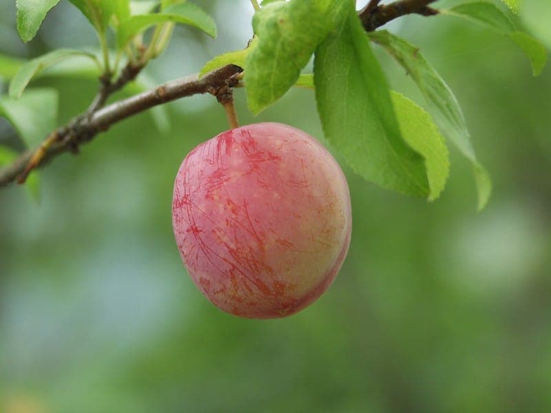 Plum tree in full spring bloom with dark red fruit ripening in summer