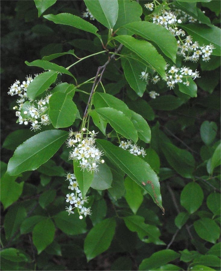 Spätblühende Traubenkirsche mit weißen Blütentrauben im Frühling