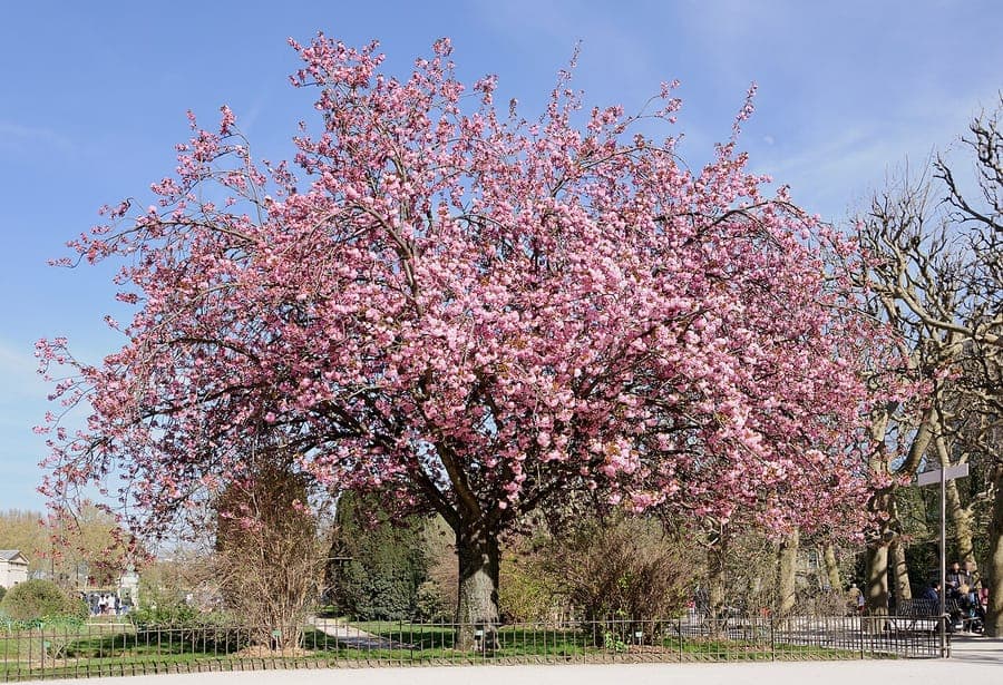 Japanische Blütenkirsche in voller Blüte mit zartrosa Blüten vor blauem Himmel