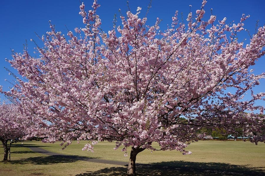 Winter-flowering cherry in full bloom under a soft morning light