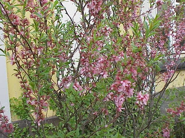 Russian Almond (Prunus tenella) with pink flowers