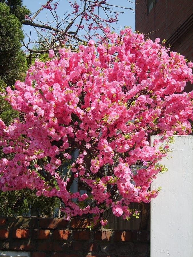 Prunus triloba amandier fleuri avec fleurs doubles roses