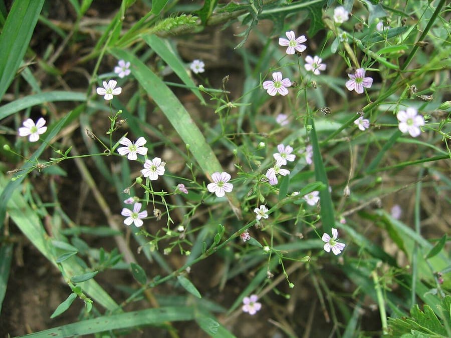 Muurgypsofiel met delicate witte bloemen
